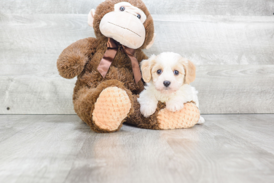 Best Cavachon Baby