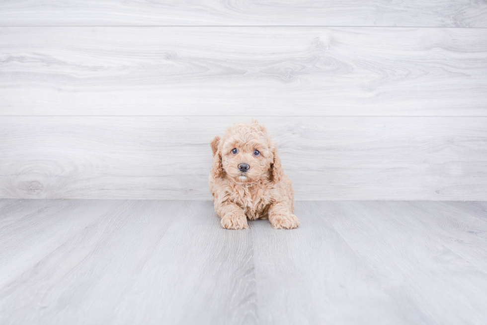 Hypoallergenic Cockerpoo Poodle Mix Puppy