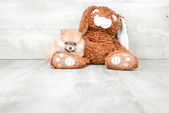 Friendly Pomeranian Purebred Pup