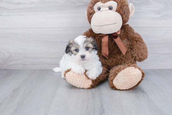 Smart Teddy Bear Designer Pup