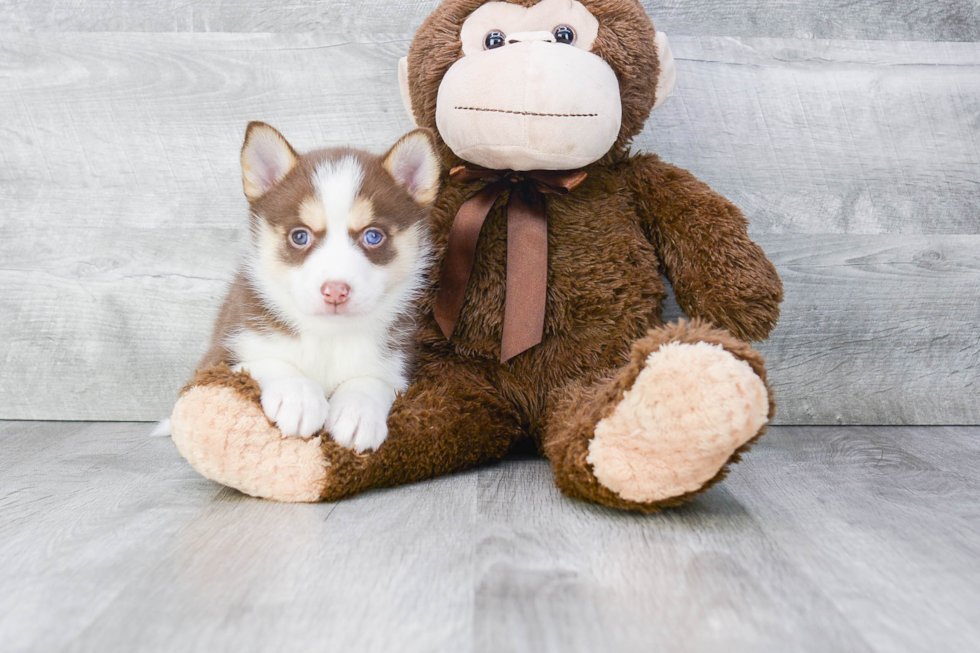 Small Pomsky Baby