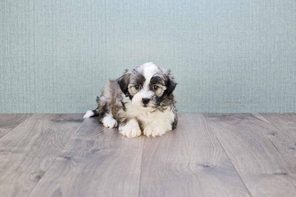 Havanese Puppy for Adoption