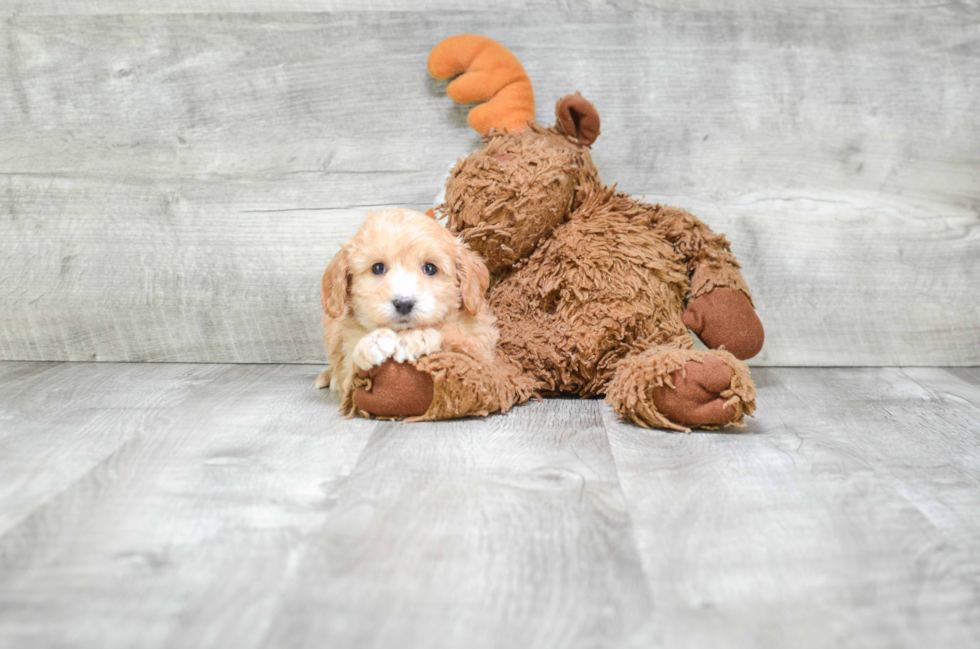 Small Cavapoo Baby