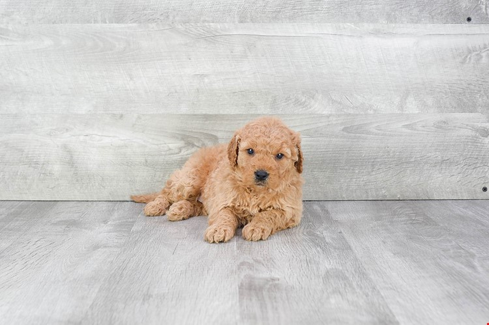 Little Golden Retriever Poodle Mix Puppy