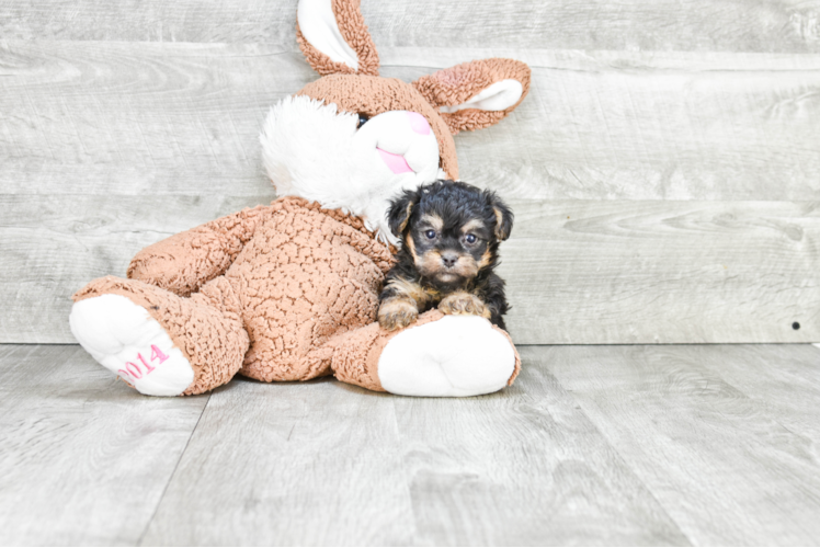 Sweet Yorkie Poo Baby