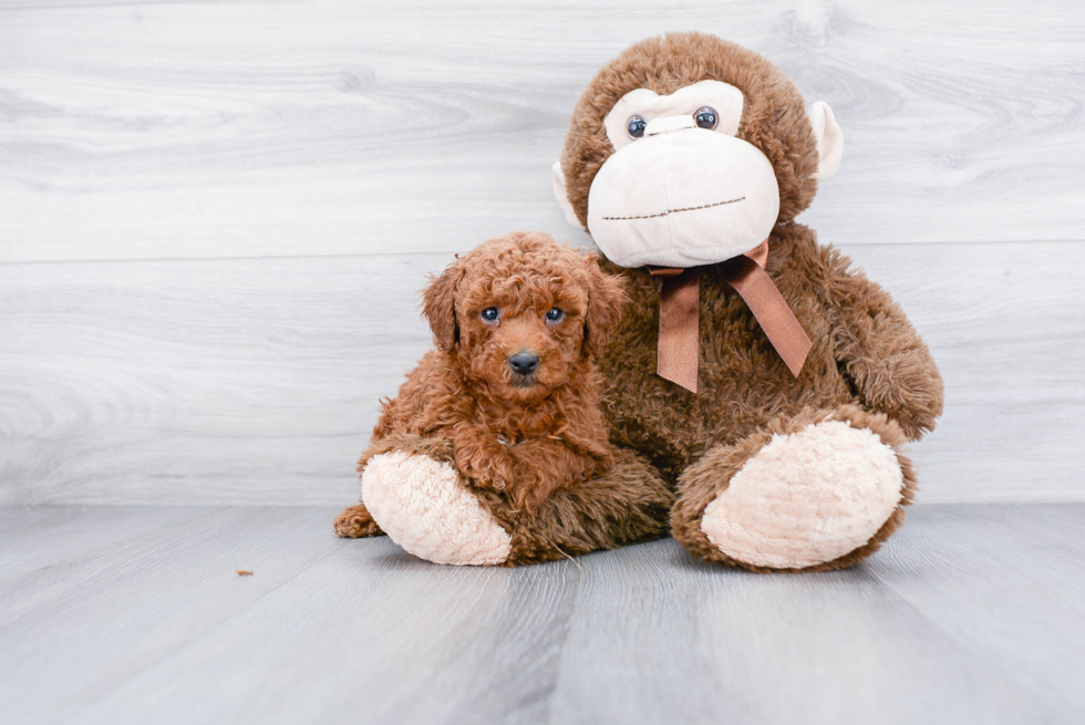 Hypoallergenic Poodle Purebred Pup