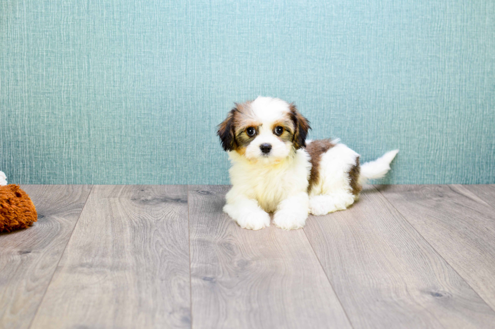 Meet Carly - our Cavachon Puppy Photo 