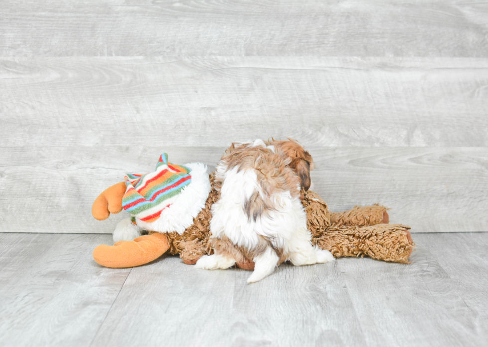 Cavachon Pup Being Cute