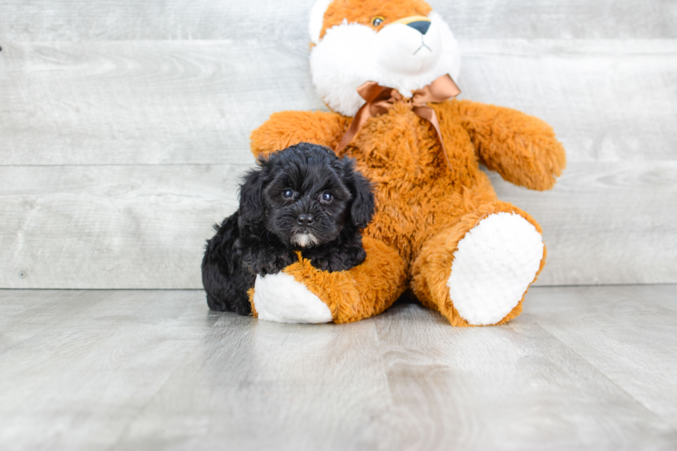 Energetic Yorkie Doodle Poodle Mix Puppy