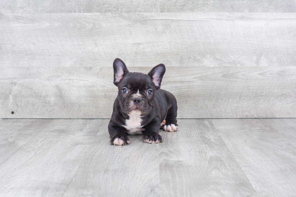 Akc Registered French Bulldog Baby