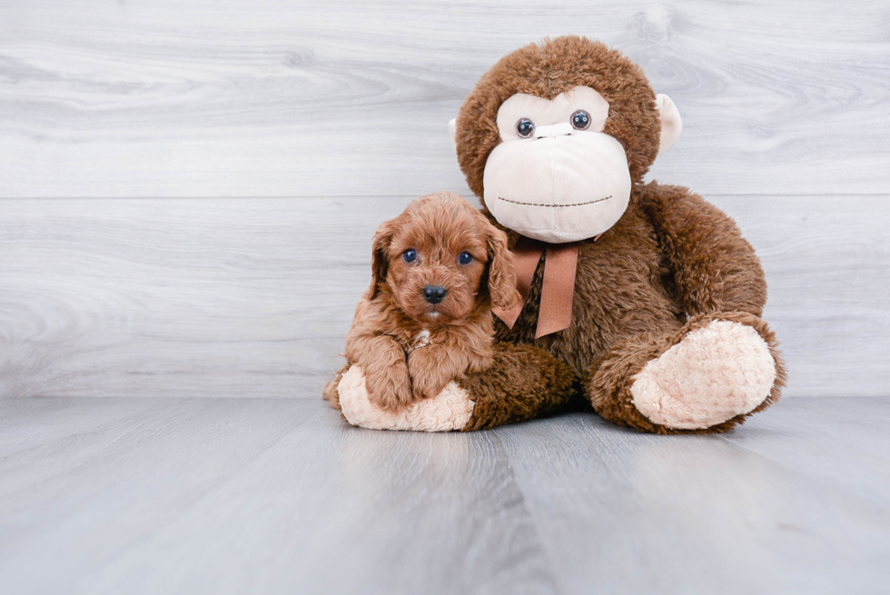 Cute Cavapoo Baby