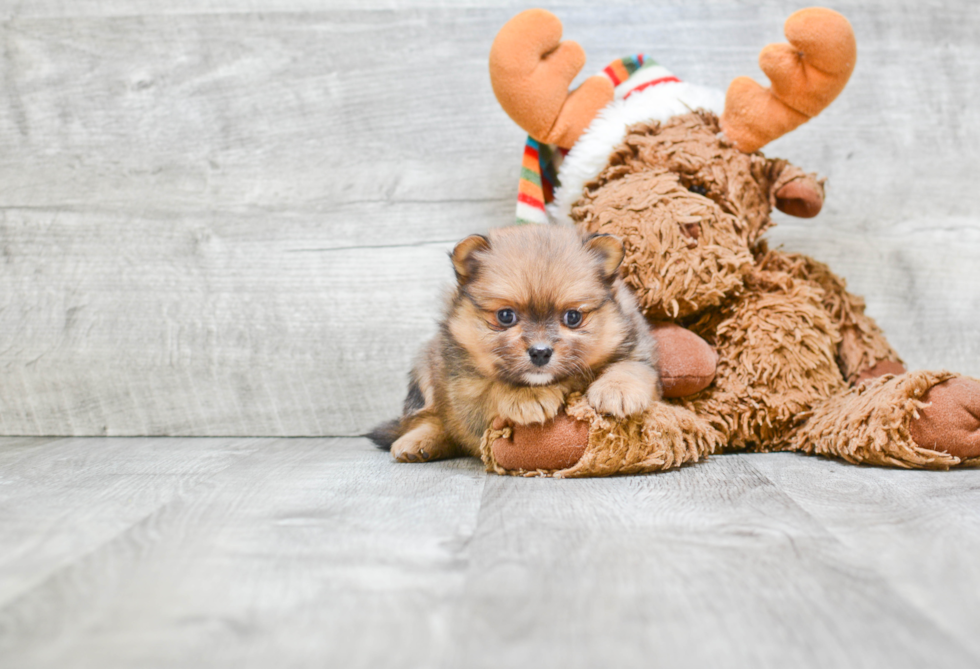 Friendly Pomeranian Purebred Pup