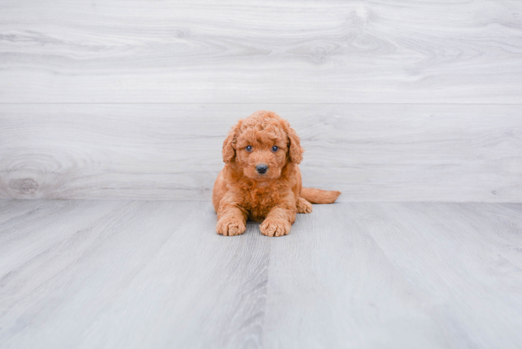 Best Mini Goldendoodle Baby