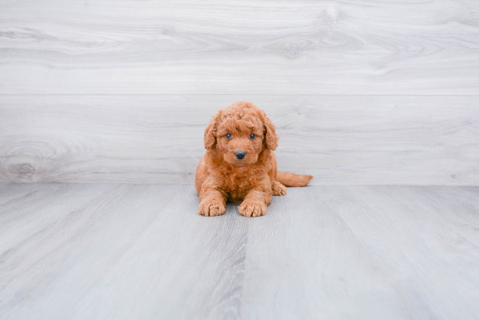 Best Mini Goldendoodle Baby