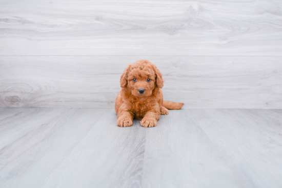 Best Mini Goldendoodle Baby