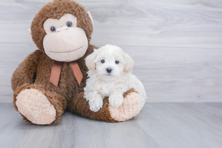 Friendly Maltipoo Baby