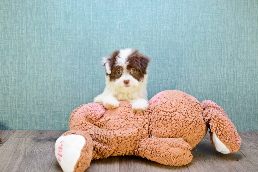 Petite Havanese Purebred Puppy