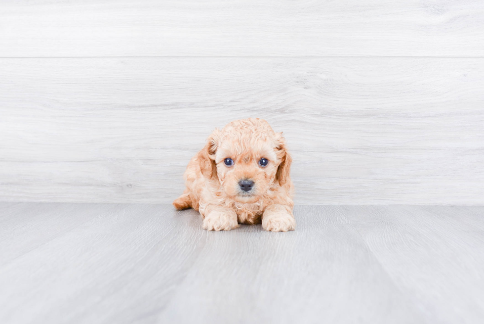 Cavapoo Pup Being Cute