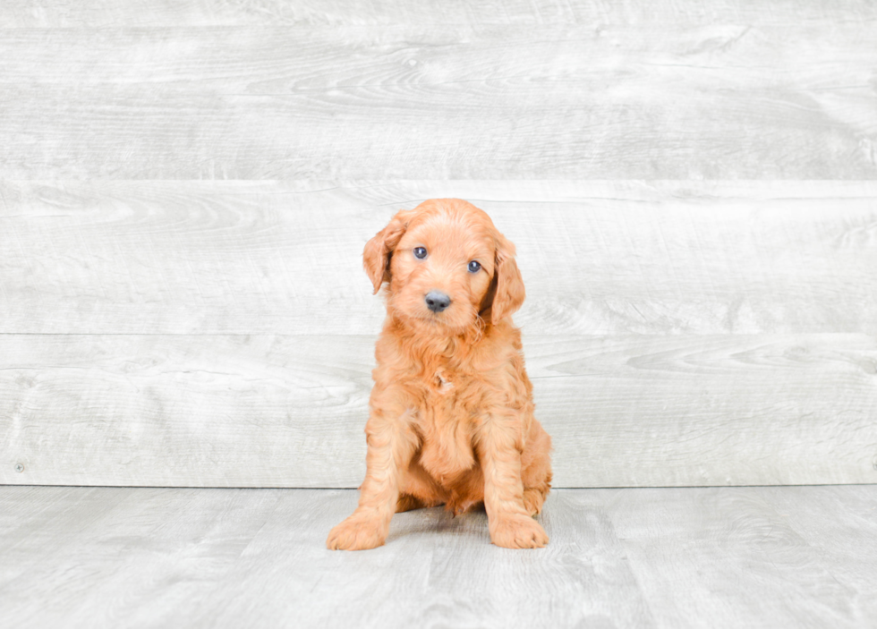 Energetic Golden Retriever Poodle Mix Puppy