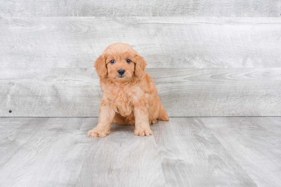 Popular Mini Goldendoodle Poodle Mix Pup