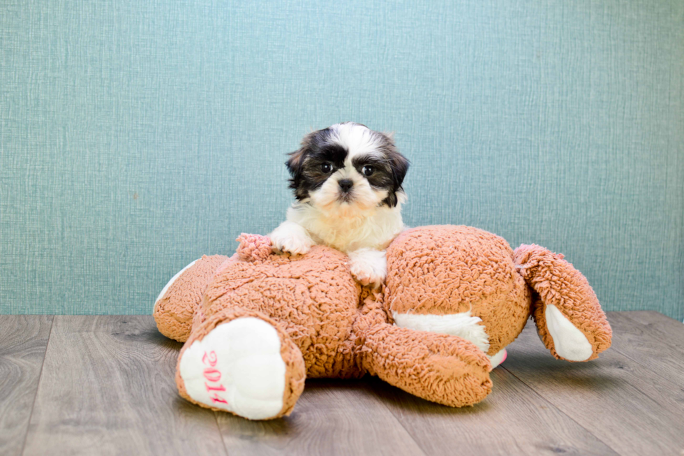 Best Teddy Bear Baby