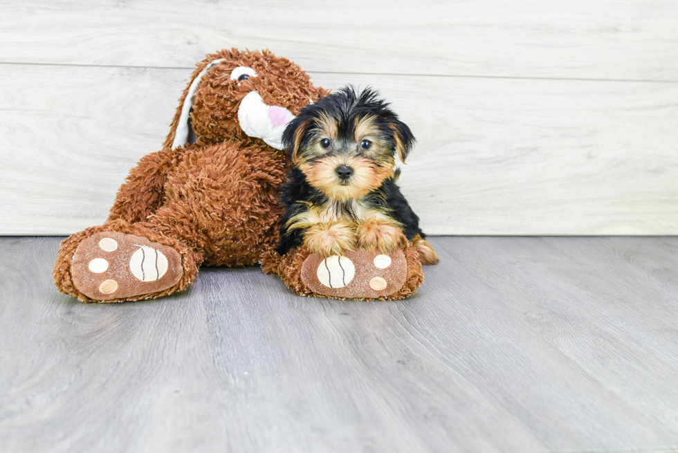 Meet Twix - our Yorkshire Terrier Puppy Photo 