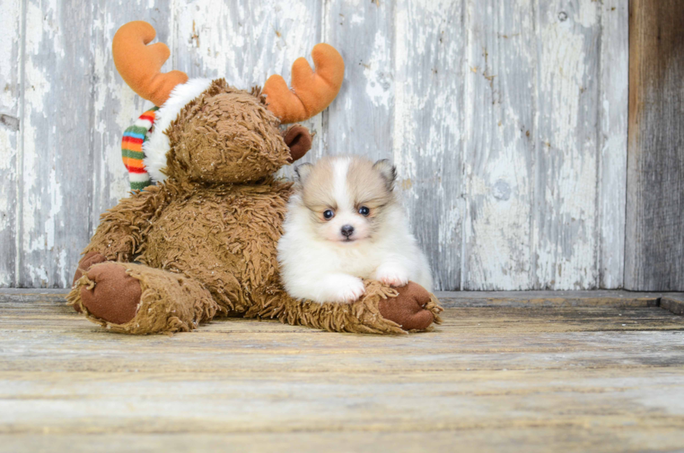 Sweet Pomeranian Purebred Puppy