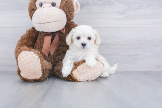 Maltipoo Puppy for Adoption