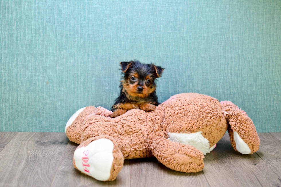 Meet  Joey - our Yorkshire Terrier Puppy Photo 