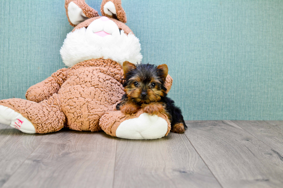 Meet Tinkerbell - our Yorkshire Terrier Puppy Photo 