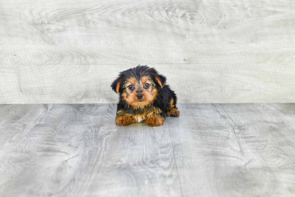 Meet Izzie - our Yorkshire Terrier Puppy Photo 