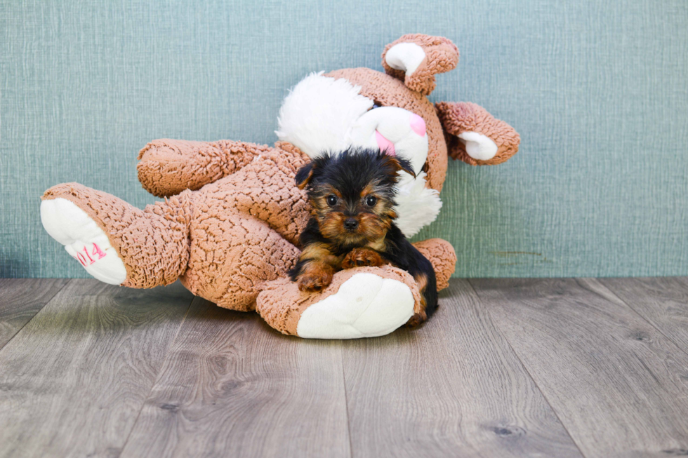 Meet Nugget - our Yorkshire Terrier Puppy Photo 