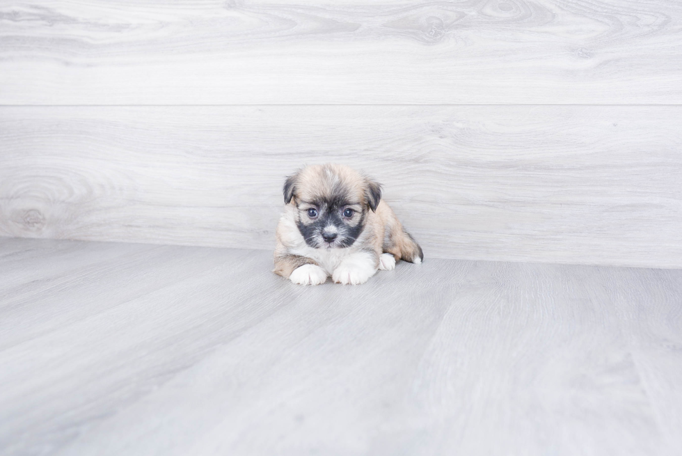 Havanese Pup Being Cute