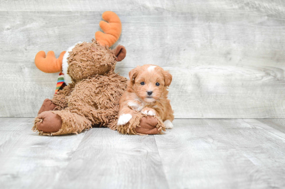 Petite Teddy Bear Designer Pup