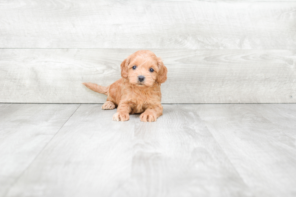 Cockapoo Pup Being Cute