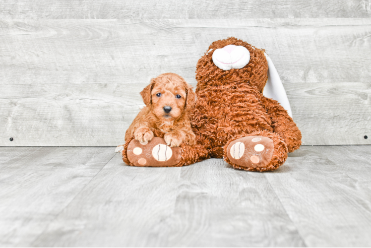 Mini Goldendoodle Puppy for Adoption