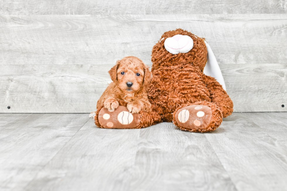 Mini Goldendoodle Puppy for Adoption