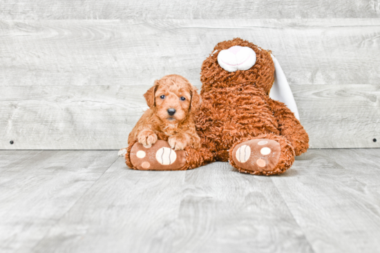 Mini Goldendoodle Puppy for Adoption