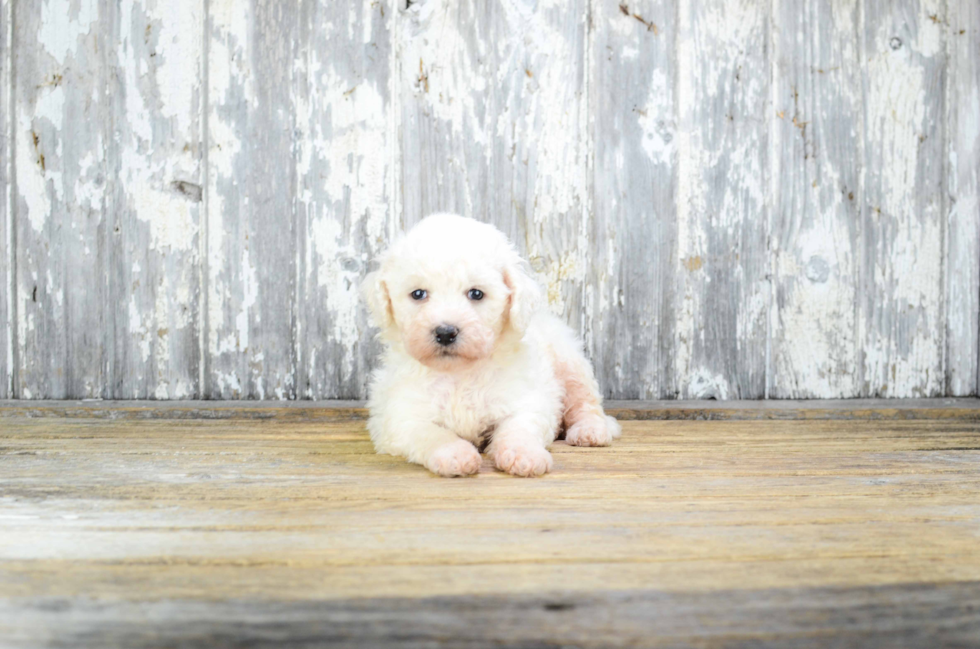 Bichon Frise Pup Being Cute