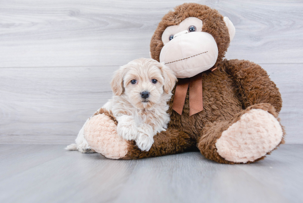 Maltipoo Pup Being Cute