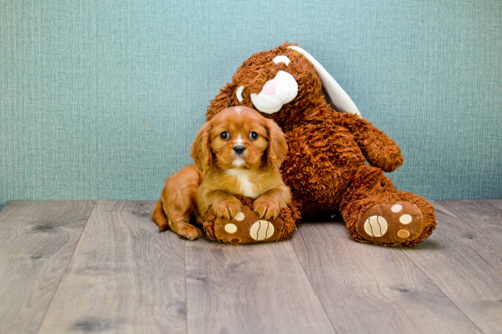 Cavalier King Charles Spaniel Puppy for Adoption