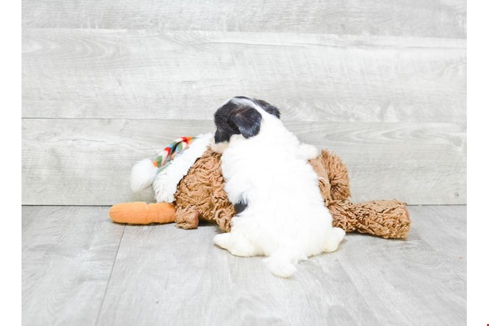 Teddy Bear Pup Being Cute