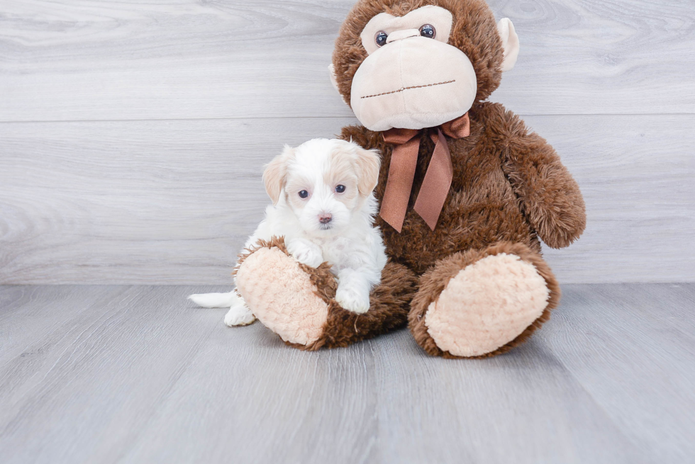 Smart Maltipoo Poodle Mix Pup