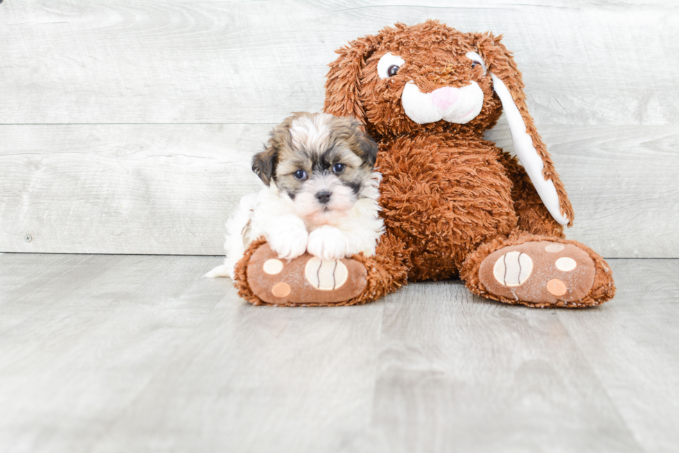 Petite Havanese Purebred Puppy