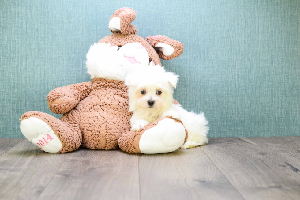 Maltese Pup Being Cute