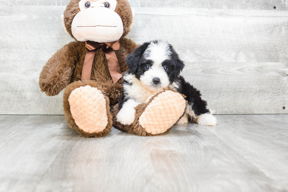 Best Mini Bernedoodle Baby