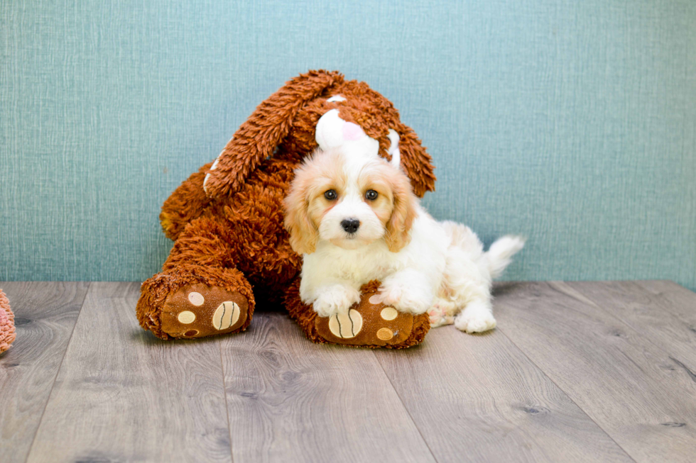 Hypoallergenic Cavalier Designer Puppy