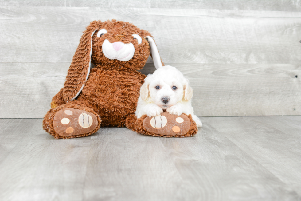 Havanese Pup Being Cute