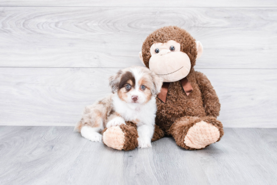 Best Mini Aussiedoodle Baby