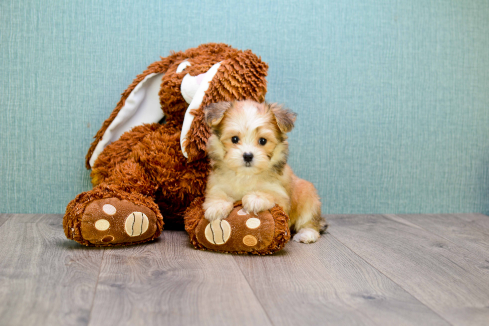 Adorable Yorkie Designer Puppy